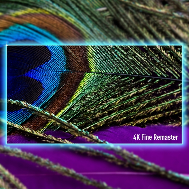 Nahaufnahme einer Pfauenfeder mit hervorgehobener Bildschärfe – Symbol für 4K Fine Remaster-Technologie. Nahaufnahme einer Pfauenfeder mit hervorgehobener Bildschärfe – Symbol für 4K Fine Remaster-Technologie.